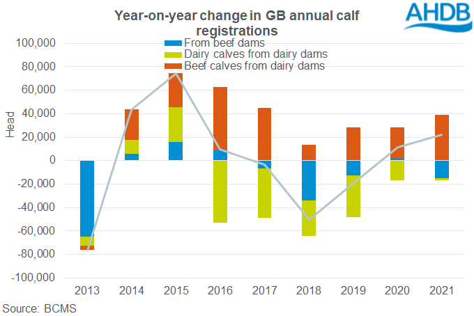 Chart showing year on year change in calf registrations